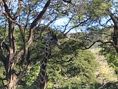 その後、私達家族3人はホノルル動物園へ。ばあば達はJTBのバスにのりDFSへ。動物園は昼間であまり動物は動いていなかったけど、広々していていい感じ。帰りに子供のぬいぐるみとTシャツを購入。