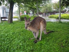 カンガルー