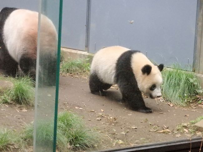 もうすぐ一人立ち！シャンシャン＆すくすく成長♪1歳のリキ 2018年7月ー11月の上野動物園』上野・御徒町(東京)の旅行記・ブログ by  まーやんさん【フォートラベル】