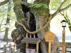 弥栄神社

樹齢６００年の欅
