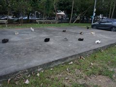 ホテルから歩いて海岸側のフラメンゴ公園に行ってみる。

ネコだらけ。誰かがキャットフードをあげてるから。
