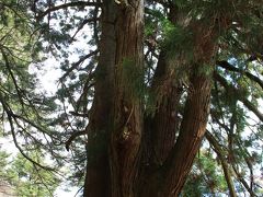大山登山道の８丁目に樹齢約600年の杉の大木があります。根本はひとつで2本の大木が寄り添うように伸びていることから夫婦杉と言われています。
早くもばて始めていましたが、ここで一休みして夫婦杉にエネルギーをいただきました。