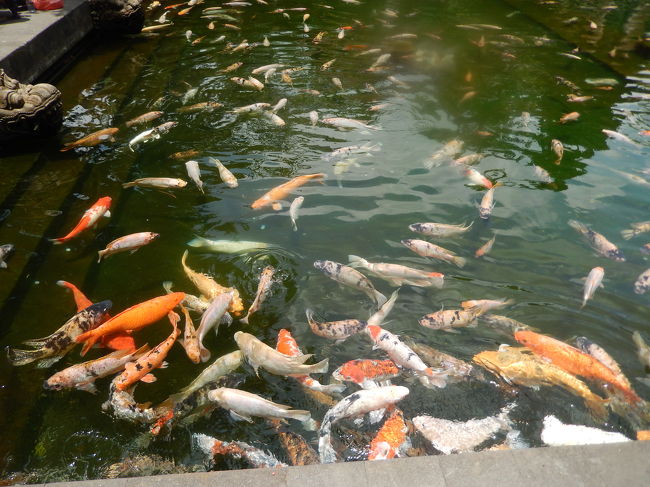 <br />　こちらは、鯉やその他のお魚がいっぱい。