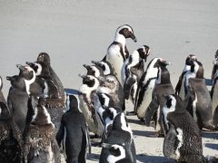 ボルダーズビーチ。ケープペンギン。