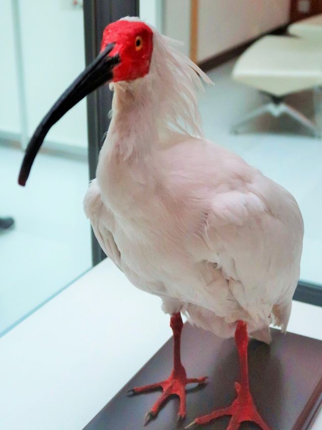 佐渡島 1 トキの森公園 朱鷺 キン ミドリは剥製に トキ資料展示館を見学 佐渡島 新潟県 の旅行記 ブログ By マキタン２さん フォートラベル