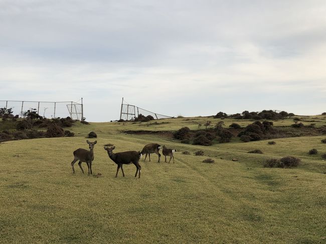 野崎島は実質無人島で鹿が島の主な住人である