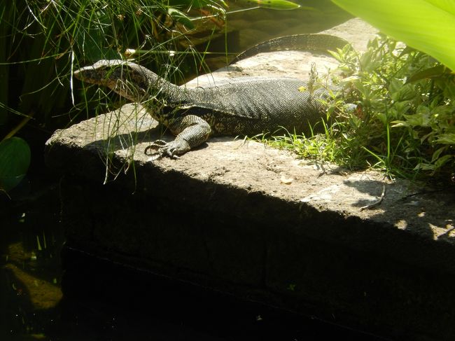 <br />　タマンワンティランの池の主。名前はアルー。<br /><br />　水トカゲと言ってたな。何匹かいるらしいけど全部アルー。