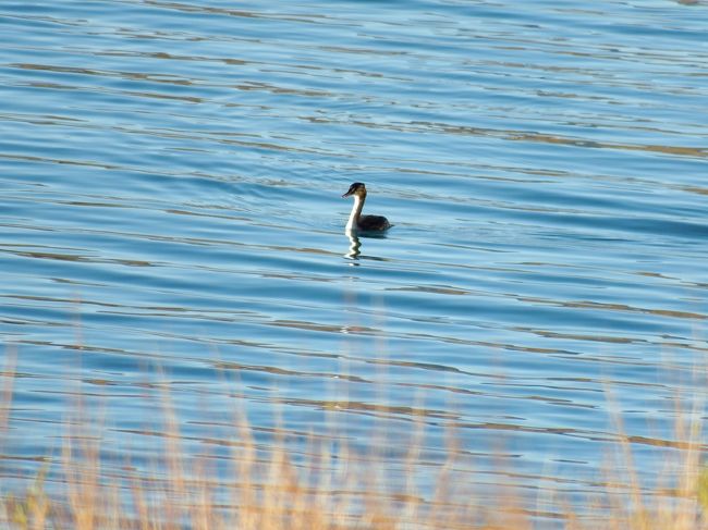おっと、水鳥が。