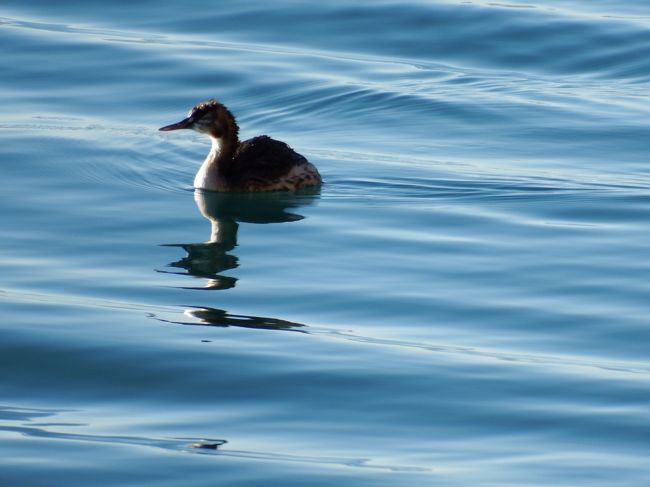 スイスイと進む