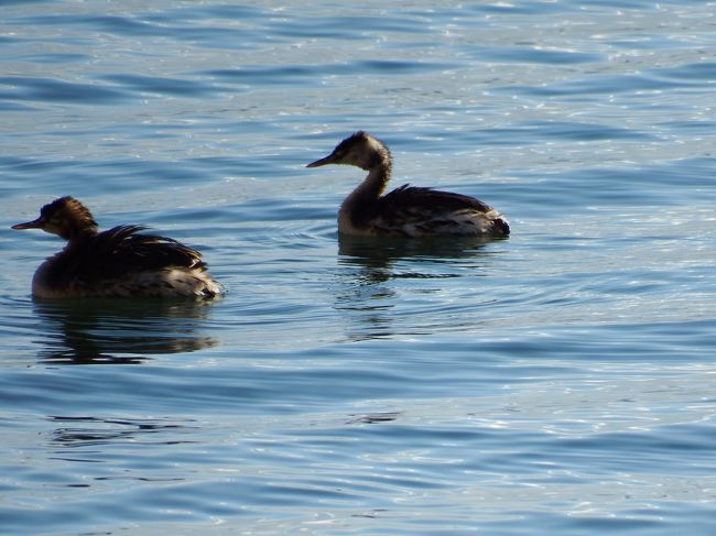 さらにもう一羽。