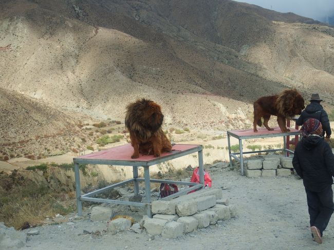 記念撮影用のチベット犬。チベタン・マスティフ。