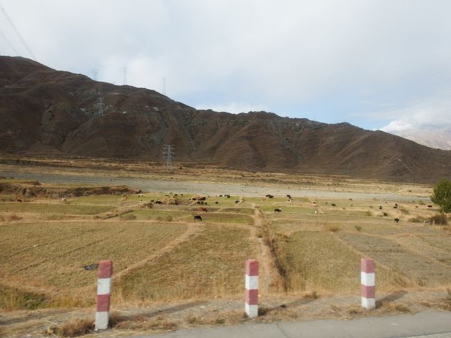 農地とヤク。<br />この農地が緑で茂っている季節にくると、チベットの印象が緑豊かな土地に変わるかも。