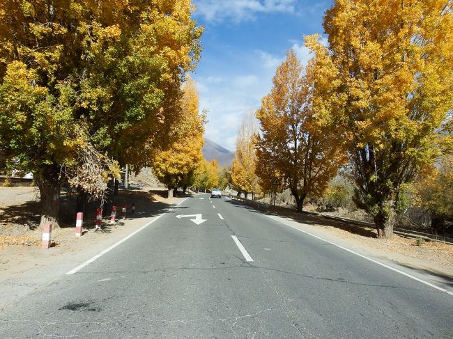 すっごくポプラの黄葉が綺麗！