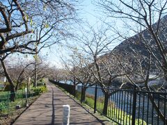 河津桜ロードを海へ