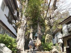 歩き回って、日枝神社にも足を伸ばしました

木がすごい！