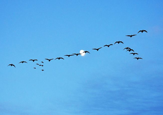 マガンの群れが飛ぶ、夜明けの空に、そして月を横切って： 伊豆沼と