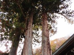 さて宿から歩いて５分程、北向観音へ。
境内の夫婦杉。夫婦円満の木です。
これか～らもどうぞよろしくね～♪

他にも愛染桂もあり、そちらは縁結びの木だそうです。