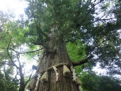 ｢たこ杉｣です。
樹齢450年で、高さは37mもあるとのことです。
大きいですね。