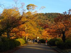 円山公園の紅葉もきれいでした。