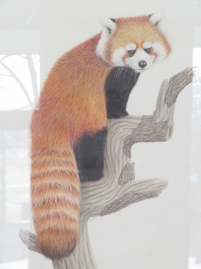北海道レッサーパンダ遠征 温泉ホテルとグルメの旅 11 旭山動物園 釧路動物園 円山動物園それぞれの雪景色と園内ショップと動物グッズのおみやげ 北海道の旅行記 ブログ By まみさん フォートラベル