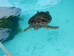 最後は水族館。
メトル島で遭遇率９０％といわれるうみがめに会えず…
水族館でご対面です。

ツアーはこれでおしまいです。
もとのホテルへ戻ります。