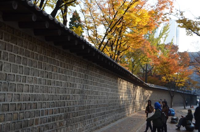 銀杏はすっかり黄葉しています