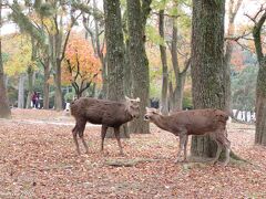 奈良公園　鹿のカップルでしょうか