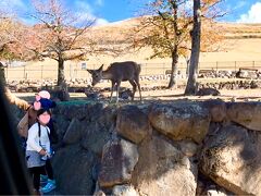 【若草山（南入山ゲート近く）】
若草山のふもとから車内観光。