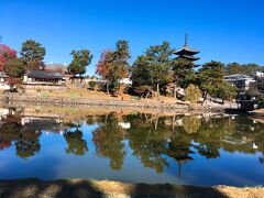 【猿沢の池】
東大寺を後にして、車は興福寺に向かいます。すでに予定の時間近くになったので、興福寺は写真だけ。猿沢の池も紅葉が美しい。