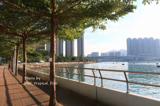 この日日差しが強かったのに、傘を忘れたのでなるべく日陰を歩いていきました。