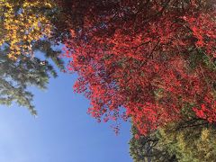 宮島の紅葉は、既に終わり気味でしたが部分的にはまだまだ綺麗でした。