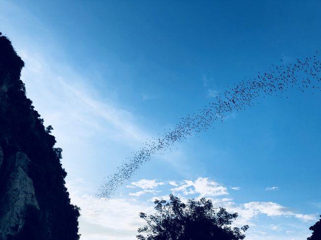 出てきました。<br />大きな2枚板の亀裂から毎日、毎日、飽きもせず、コウモリが<br />いえ、何万匹のコウモリが飛び出していくのです。<br />本当にすごい数の子たちで、延々と出てくるんです。<br />意外に超感動です。<br /><br />＜感激度＞<br />☆★★★★　期待せずに行ったら、数の多さに圧倒されます。