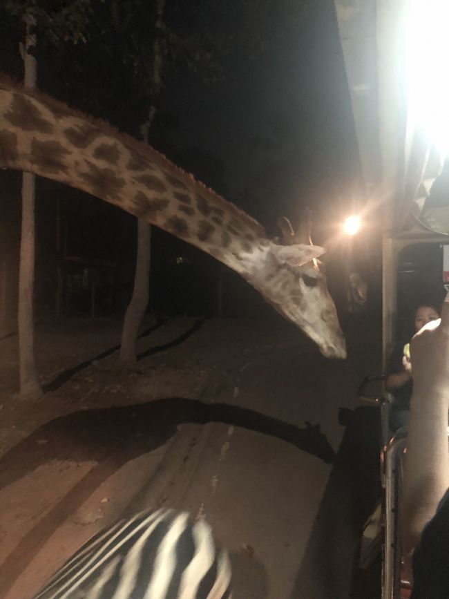 トラムに乗って園内を巡ります。<br /><br />鹿、サイ、象、ライオン、ハイエナ…<br />もっともっとたくさん居たけど忘れたw！！<br /><br />草食系にいくつかは離されていて、トラムのほんとに間近まで近寄って来る。<br /><br />キリンは近い！<br />デカイ！！<br />そして睫毛がながーーい