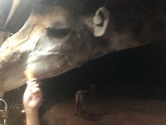 近すぎて、カメラに収まらないw