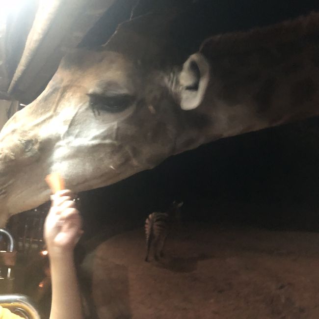 近すぎて、カメラに収まらないw