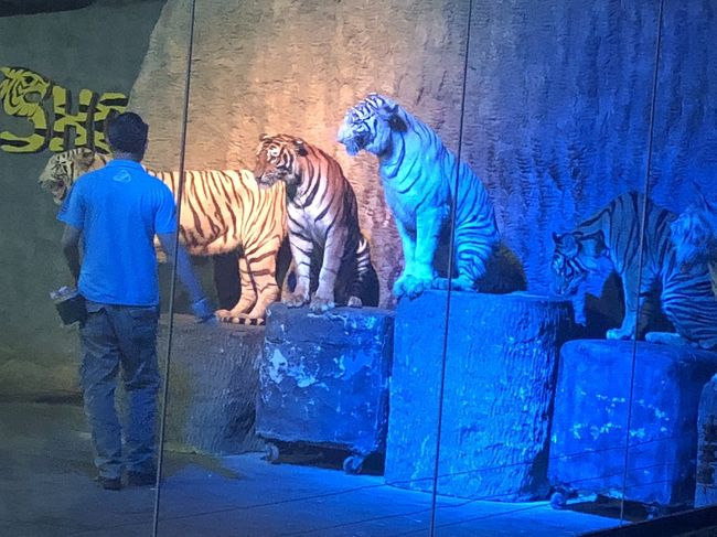 「チェンマイナイトサファリ」<br /><br />今日の締めくくりはナイトサファリ！！<br />ナイトサファリって言うと、昼は普通の動物園で夜になると夜用の動物園に切り替わるイメージでしたが、ここは夜だけ営業らしい。<br />