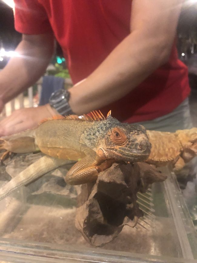 園内にはトラム観光以外にも<br />ホワイトタイガーのshowとか、<br />ダンスショー(ライオンキング的なw)、<br />噴水のショー、<br />実際に触れることの出来る動物などもいました。