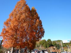 この日は、萩市の観光。

山口市からはクルマで1時間少々です。

紅葉の季節。道の駅に建っていた木の美しさに惹かれて、つい休憩。
