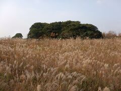 長者の森。

壇ノ浦の合戦に敗れた平家の落ち武者がここに居館を構えたという伝説があります。