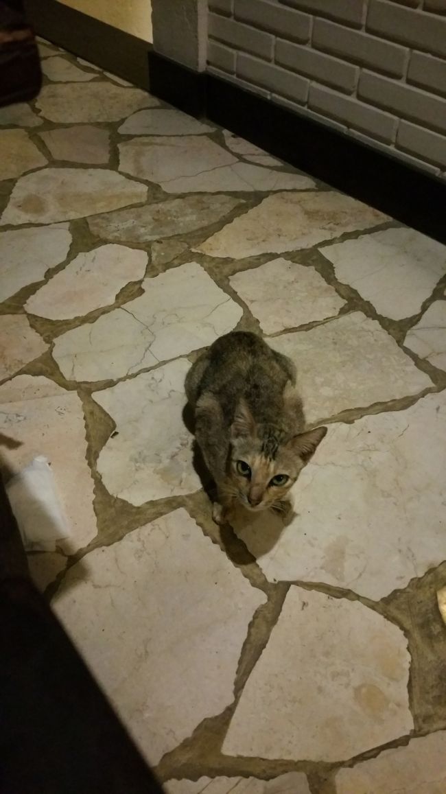 それ、私のことだけど??なんか文句ある??<br /><br />とでも言ってるように見えますｗｗｗ<br /><br />そうです、ゲストはお宿で飼われている猫ちゃんですꉂꉂ"̮˖笑"̮˖<br /><br />Ubudiは小さくしたサテをあげましたよ。<br /><br />ええ何度も何度も...<br /><br />だって、ちょうだい~ちょうだい~ってミャーミャー鳴くし、テーブルの上あがってきちゃうし。<br /><br />もうあげる物がなくなったらどこかへ行ってしまいました。