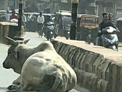 空港からチョイ走るとこんな大きな牛さんが

道路の真ん中でまったりと・・いいシ！
