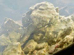 【アタカマ塩湖のチャクサ湖-Laguna Chaxa-】

何か、小さいものが、浮遊しています......一体、なんでしょうか.......