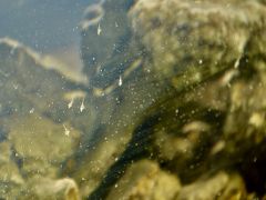 【アタカマ塩湖のチャクサ湖-Laguna Chaxa-】

この塩田に生息する、エビの幼生だそうです。

フラミンゴの餌になります....