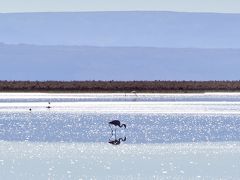 【アタカマ塩湖のチャクサ湖-Laguna Chaxa-】

フラミンゴは、渡り鳥なはずなんですが、この塩田は食料が豊富らしく.....