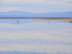 【アタカマ塩湖のチャクサ湖-Laguna Chaxa-】

......フラミンゴが赤みがかっているは........餌である「エビやカニ」を食べているからと言う説もあるが.........本当はそうではなく、「藍藻類に含まれる色素、β-カロテンやカンタキサンチン（って何だべ？）」によるもの........何だそぅ.....