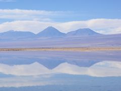 【アタカマ塩湖のチャクサ湖-Laguna Chaxa-】

なので........孵化したばかりのフラミンゴの子は体は白く.....これらを含むプランクトンや藻類を摂取することで体色が赤みがかって来るのがわかる..........色素を摂取しない状態が続くと......徐々に体色が色褪せ......最終的には白色に戻る.........ですと！？