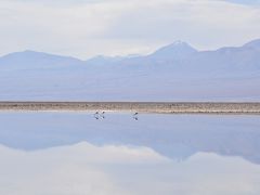 【アタカマ塩湖のチャクサ湖-Laguna Chaxa-】

......「チリーフラミンゴ は.....南米のペルー中部からフエゴ島まで、東はブラジル南部、ウルグアイ、アルゼンチンまでの塩湖などに生息中......