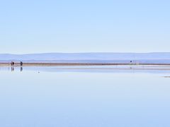 【アタカマ塩湖のチャクサ湖-Laguna Chaxa-】

かなり、長期間に渡って、この地に留まっている様です。