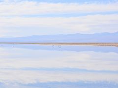 【アタカマ塩湖のチャクサ湖-Laguna Chaxa-】

期せずして、このアタカマ砂漠にて、まさか、お会いできるとは.....