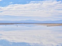 【アタカマ塩湖のチャクサ湖-Laguna Chaxa-】

さて、ここでフラミンゴについて。以下、wikiより.....

